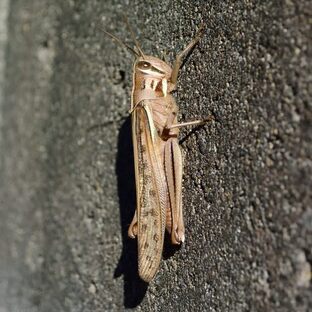 DSC_1175c.jpg
