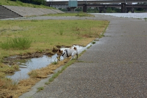 DSC_1211c.jpg