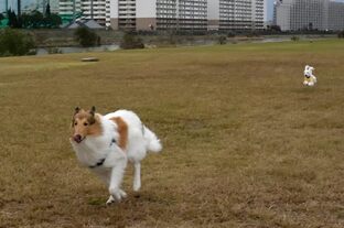 DSC_1229c.jpg
