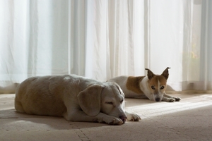 DSC_1257c.jpg