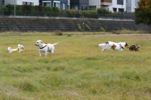 DSC_1294c.jpg