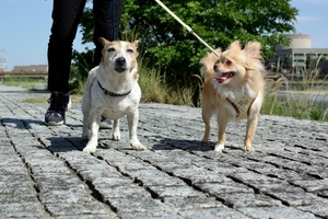 DSC_1325c.jpg