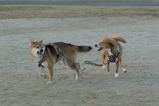 DSC_1328c.jpg