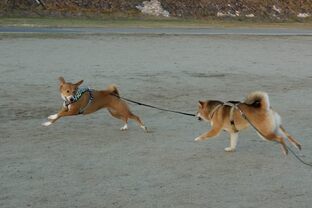 DSC_1333c.jpg