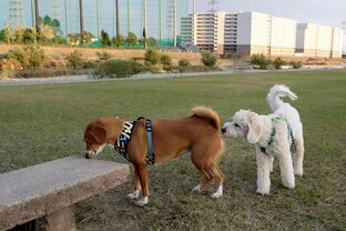DSC_1447c.jpg