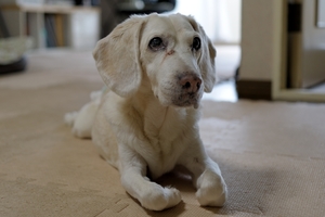 DSC_1767c.jpg