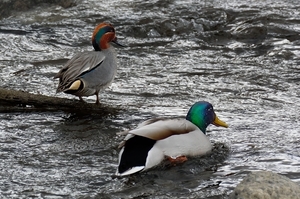 DSC_1812c.jpg