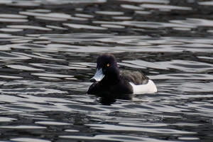 DSC_1833c.jpg