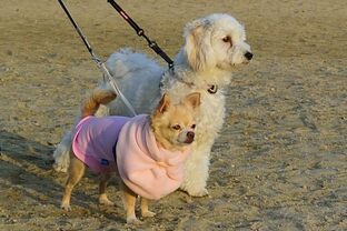 DSC_1870c.jpg