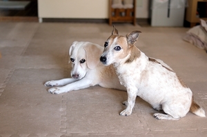 DSC_1910c.jpg