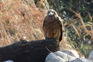 DSC_1911c.jpg