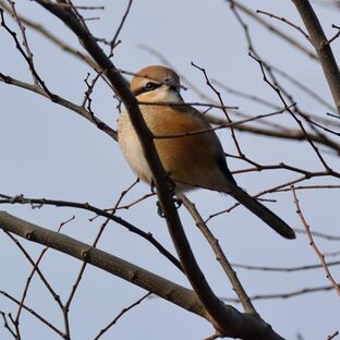 DSC_1916c.jpg
