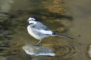 DSC_2030c.jpg