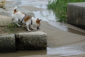 DSC_2043c.jpg