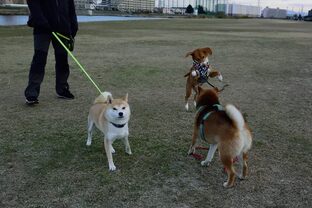 DSC_2093c.jpg