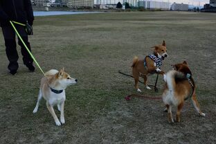 DSC_2096c.jpg