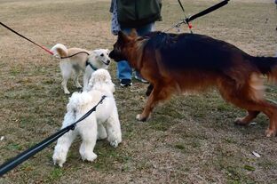 DSC_2097c.jpg