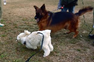 DSC_2099c.jpg