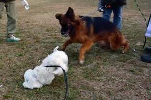 DSC_2100c.jpg