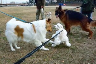 DSC_2106c.jpg