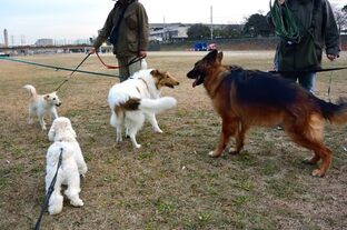 DSC_2111c.jpg