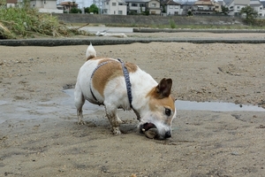 DSC_2130c.jpg