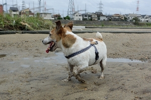 DSC_2136c.jpg