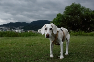 DSC_2161c.jpg