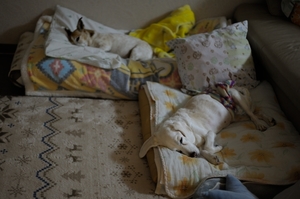 DSC_2163c.jpg