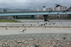 DSC_2212c.jpg