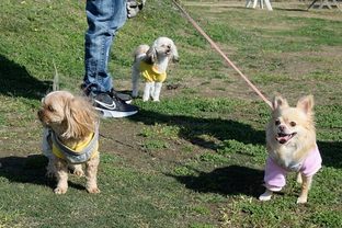 DSC_2217c.jpg