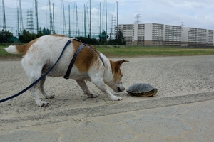 DSC_2235c.jpg