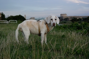 DSC_2271c.jpg