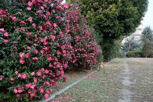 DSC_2275c.jpg