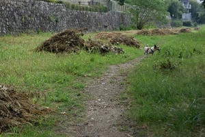 DSC_2287c.jpg