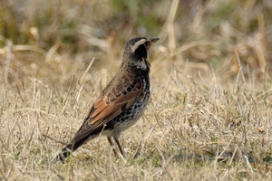 DSC_2288c.jpg