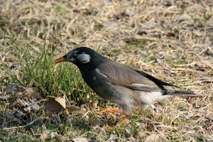 DSC_2301c.jpg