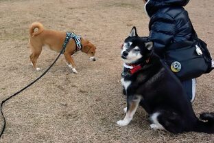 DSC_2336c.jpg