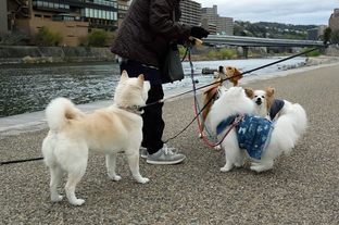 DSC_2348c.jpg
