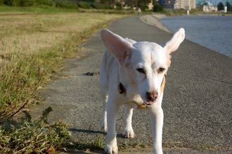 DSC_2350c.jpg