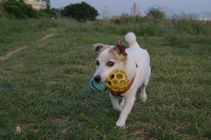 DSC_2400c.jpg