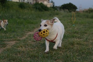 DSC_2418c.jpg