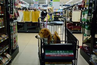 DSC_2493(1)c.jpg