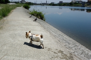 DSC_2510c.jpg