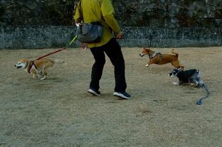 DSC_2535c.jpg