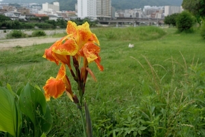 DSC_2553c.jpg