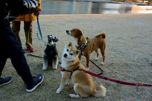 DSC_2558c.jpg