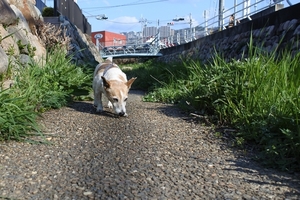 DSC_2560c.jpg