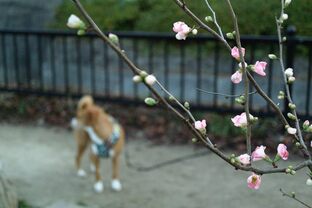 DSC_2654c.jpg