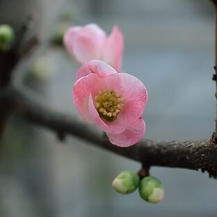 DSC_2668c.jpg